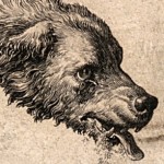 V0010532 A dog with rabies and a detail of its skull. Line engraving